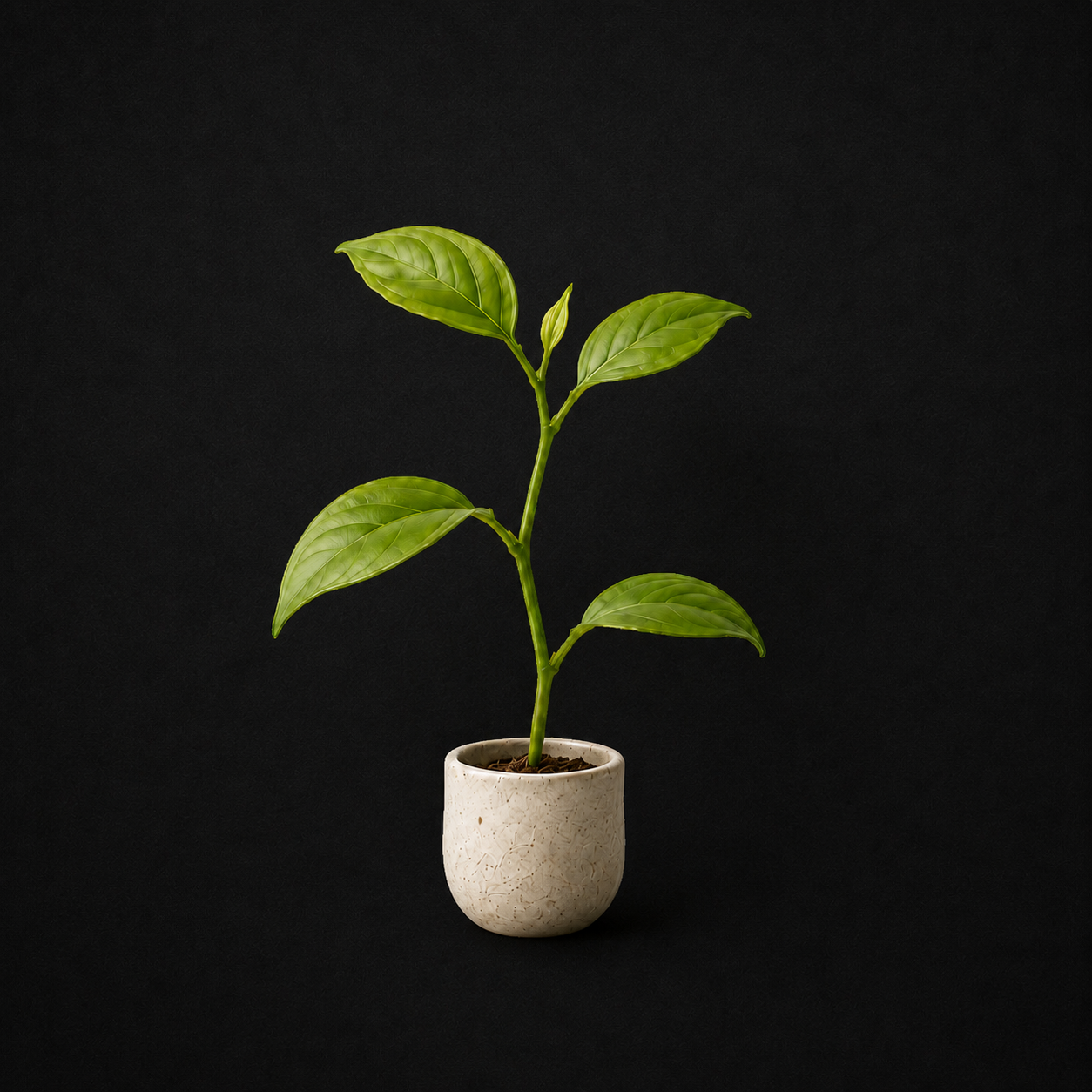 small plant in pot