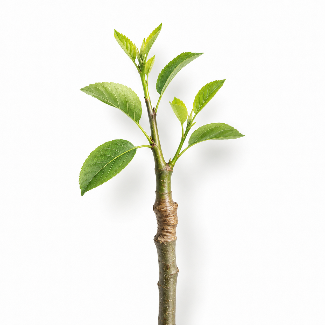 stem with grafted shoot