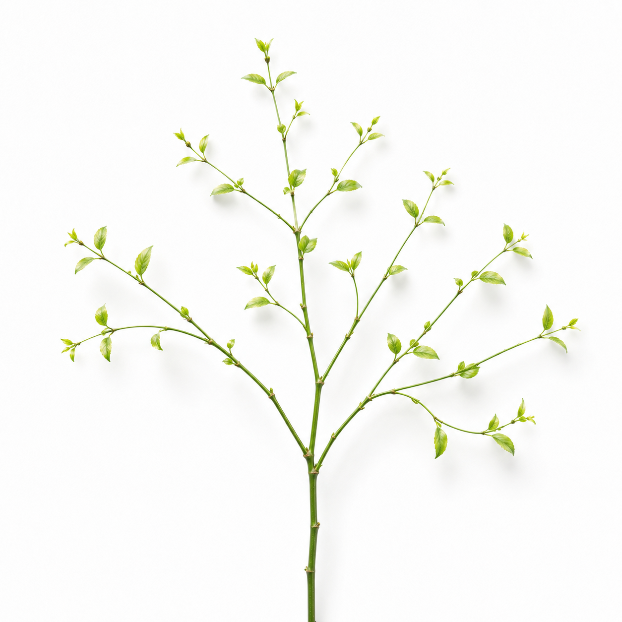 plants with many shoots