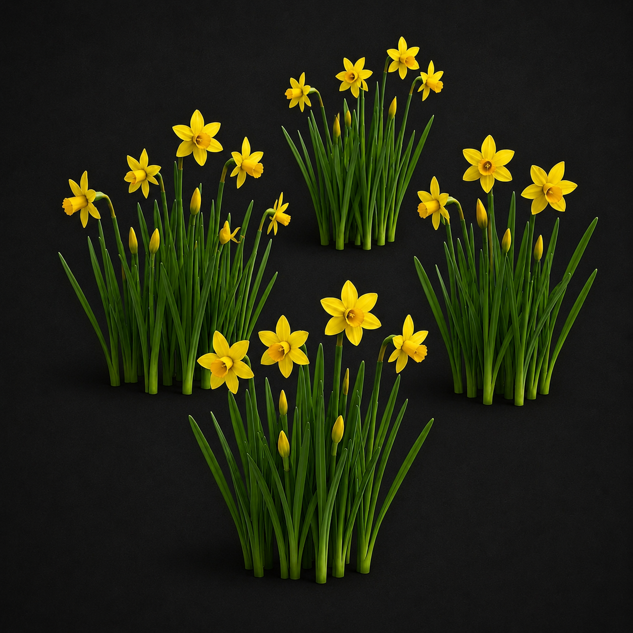 clumps of daffodils