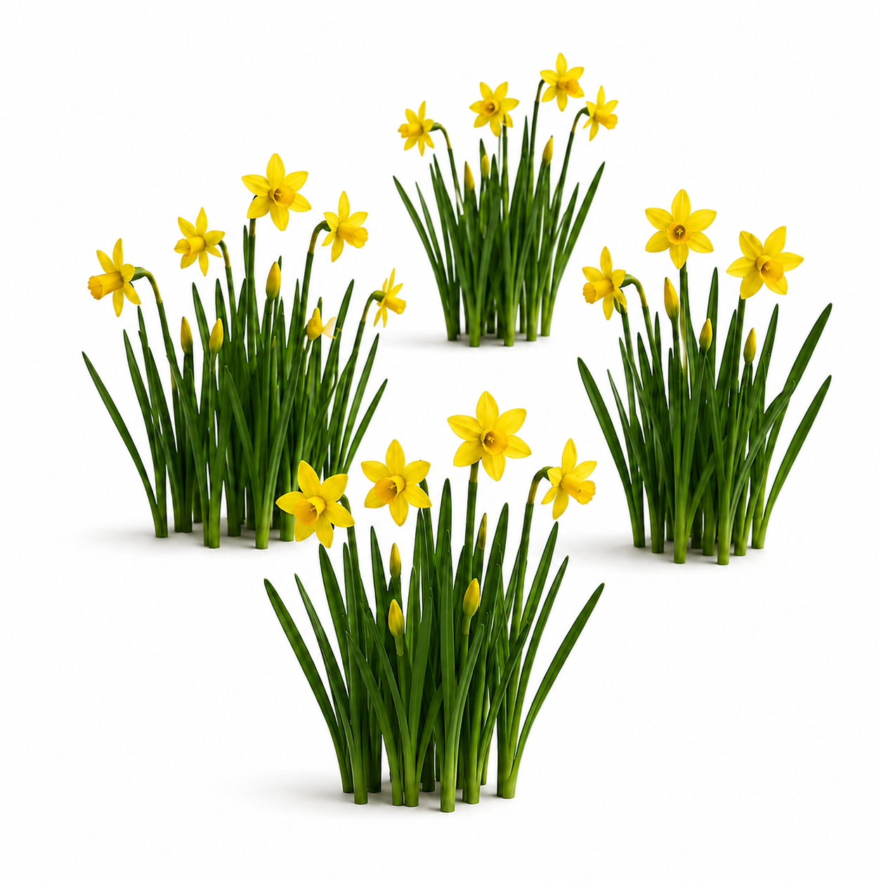 clumps of daffodils