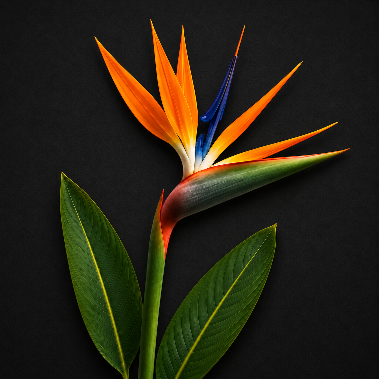 bird of paradise flower