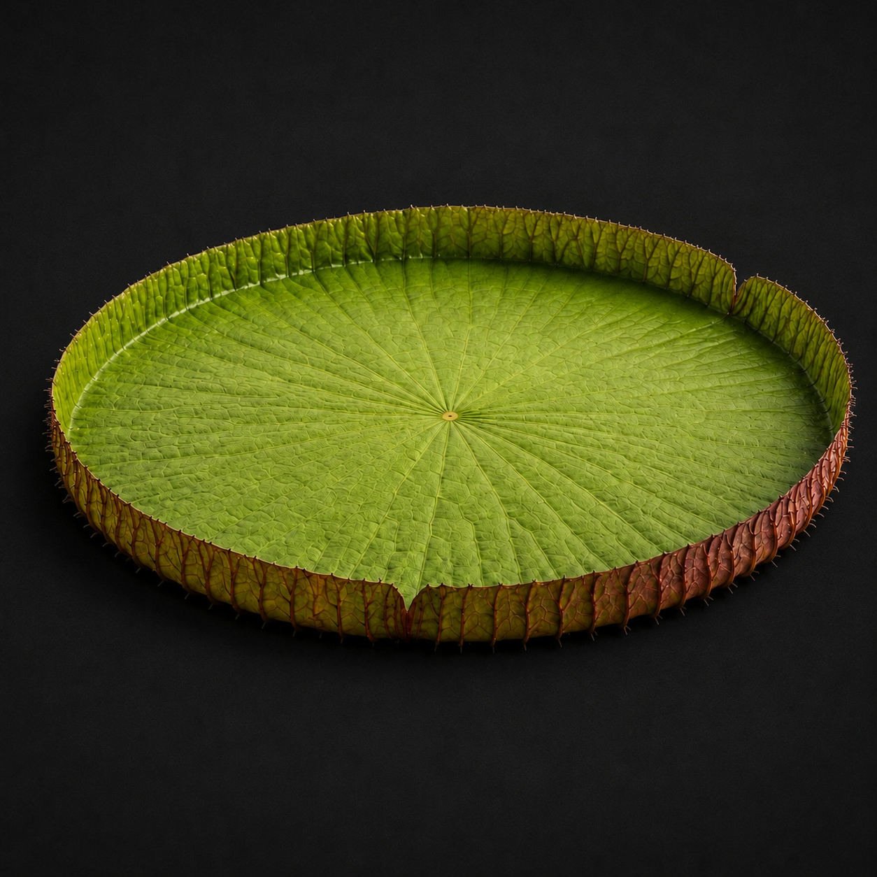 giant lily pad